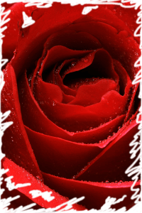 rosa